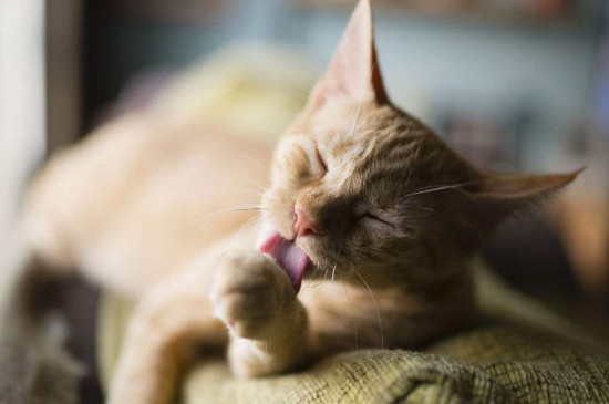 猫咪舔毛是因为跳蚤吗