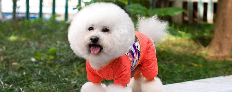 狗狗穿衣服会难受吗，狗穿完衣服可能会情绪低落