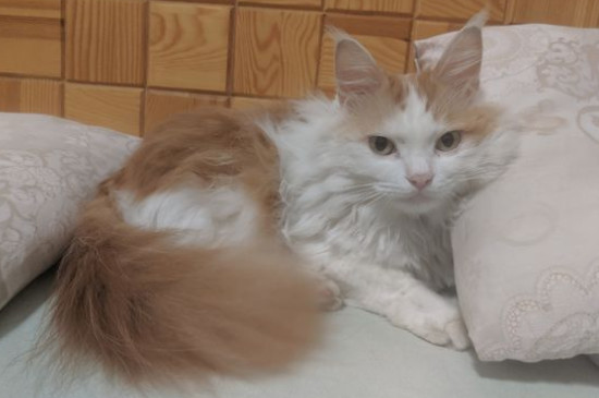 想捡猫宝宝,去哪里捡
