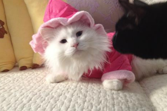 猫放屁有声音吗