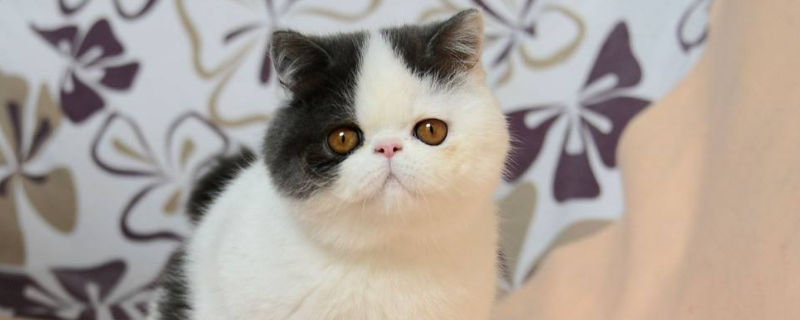 加菲猫吃什么才能长胖