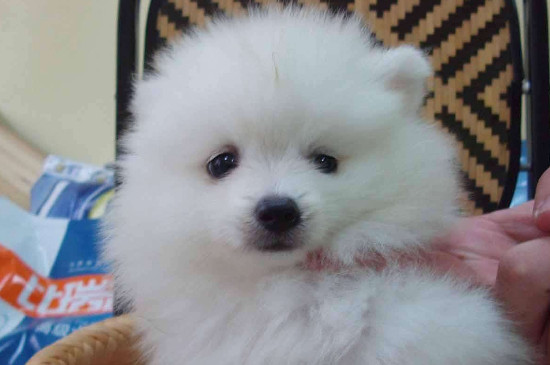 博美幼犬一天喂几次