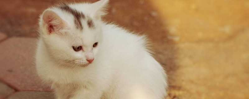一个半月的小猫怎么养
