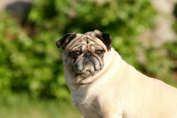 八哥犬价格不贵适合家养，对人忠诚脾气好