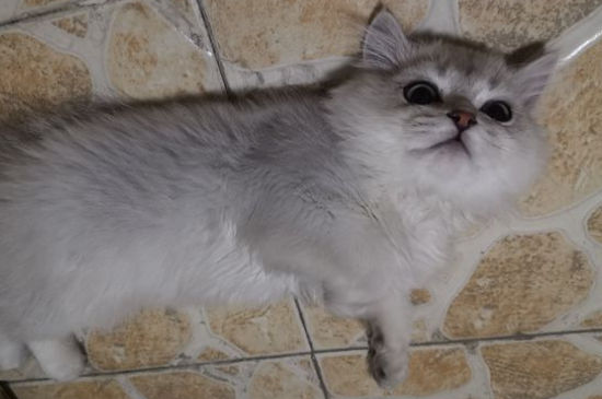 猫咪被打后怎么安抚