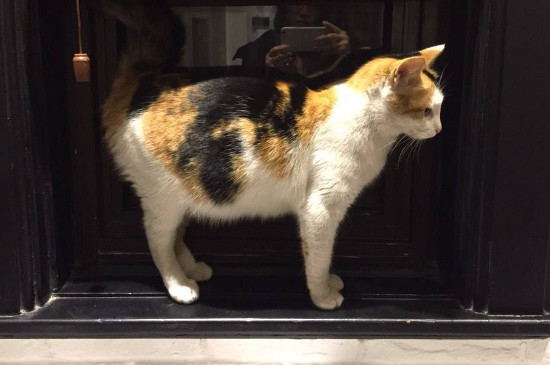 猫怀孕天数怎么算