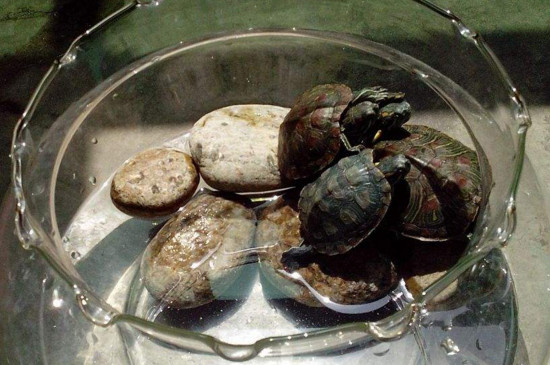自来水养乌龟注意事项