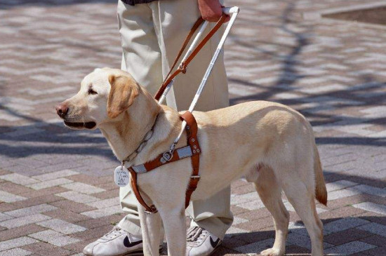 导盲犬怎么分辨红绿灯
