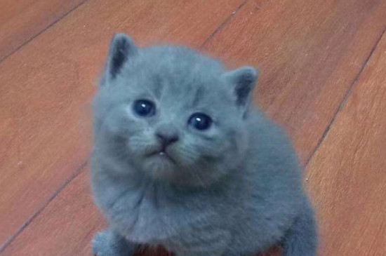 英短小猫有泪痕眼屎