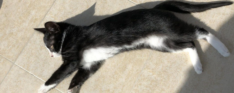 猫喘气呼吸急促吐舌头，猫一直吐舌头喘气的原因