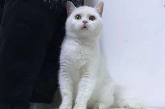 猫多大可以吃鸡胸肉