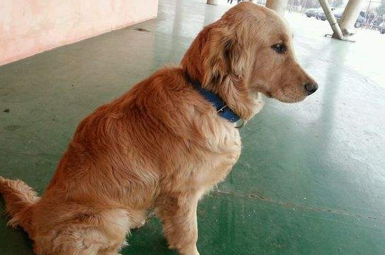 狗狗得细小能自愈吗