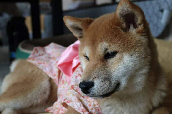 犬瘟和细小的症状，身体发热且精神食欲不振