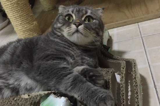 猫抓伤口形状