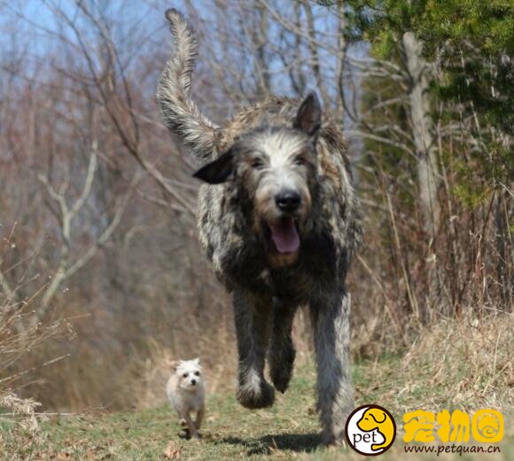 爱尔兰猎狼犬十分高大，能独自驱赶并击败野狼