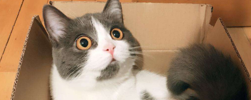 母猫绝育后还会乱叫吗