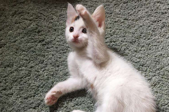 养2个月小猫攻略
