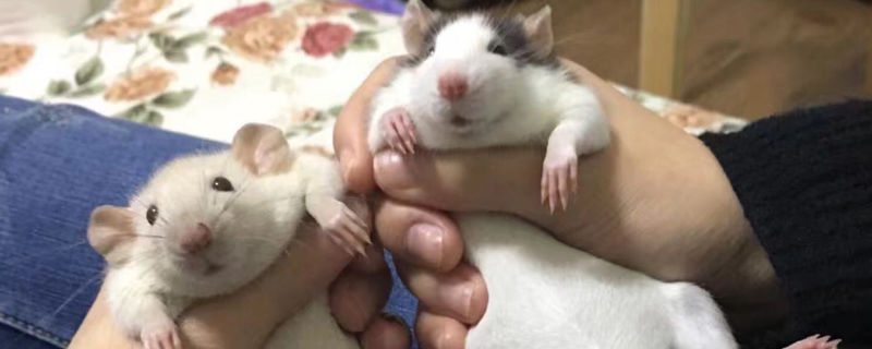 花枝鼠讨厌主人的表现