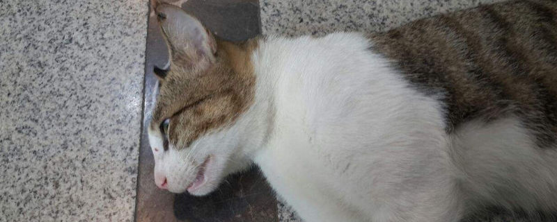 公猫什么时候做绝育
