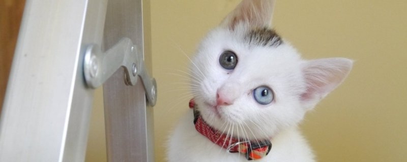 猫拉的屎有点稀怎么办