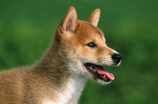 中华田园犬有哪些品种