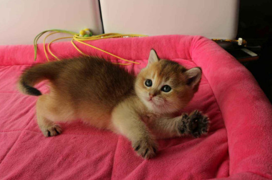 猫打疫苗后拉稀正常吗，该怎么办去缓解