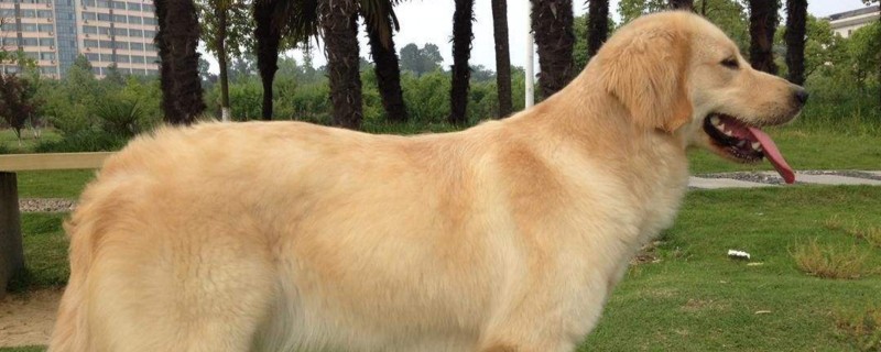 养金毛对人的危害