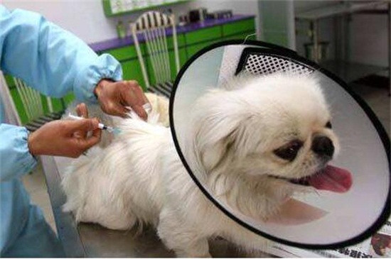 狗冠状过几天就安全了