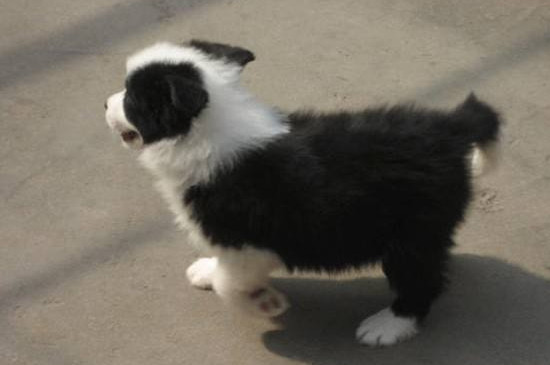 边境牧羊犬怎么训练