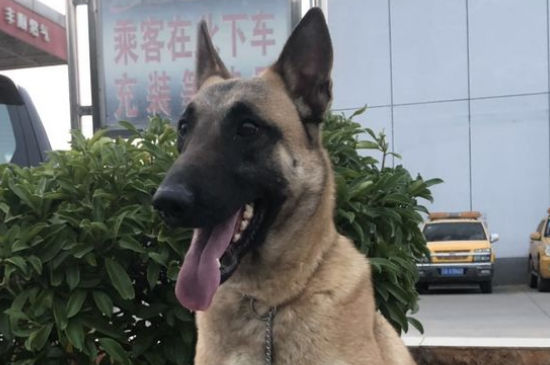 马犬耳朵标准