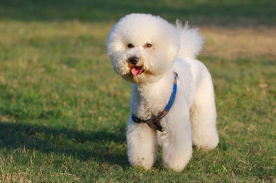 养比熊犬的禁忌