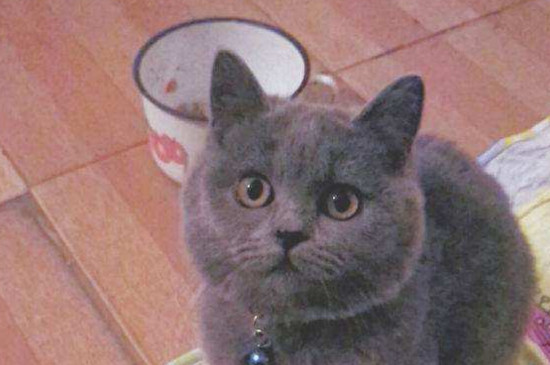 蓝猫可以放养吗