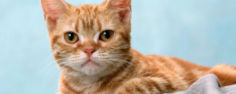 猫腰椎断了能够自愈