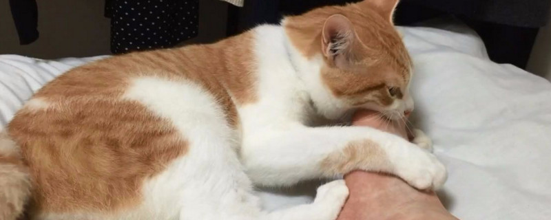 小猫打喷嚏流鼻涕拉稀