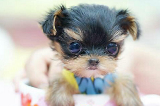 茶杯犬吃什么食物，茶杯犬喂养的注意事项