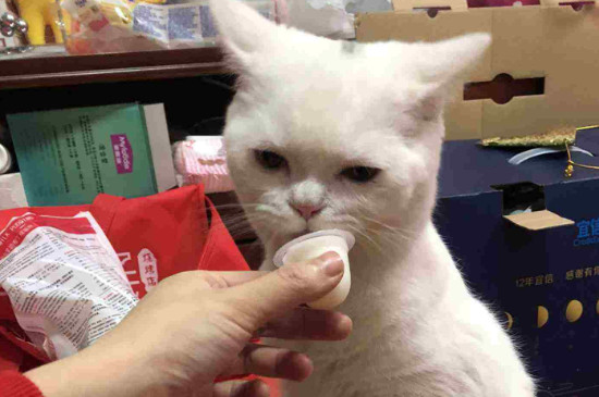 猫跳蚤怎么消灭