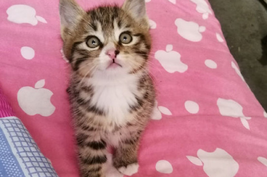 猫侧躺是撒娇么