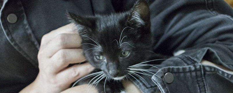 猫身上的跳蚤怎么治
