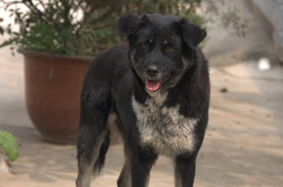 为什么要禁养中华田园犬