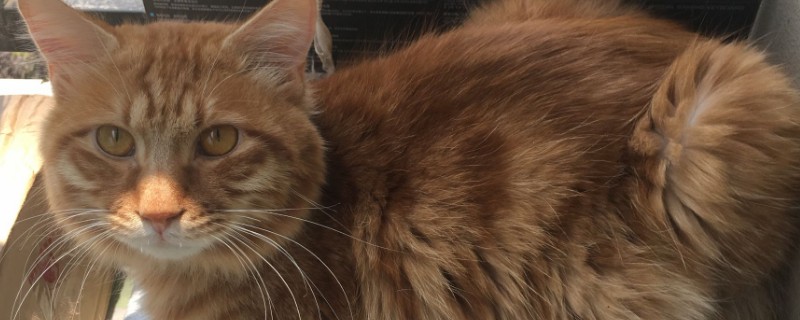 猫眼睛失明有哪几种