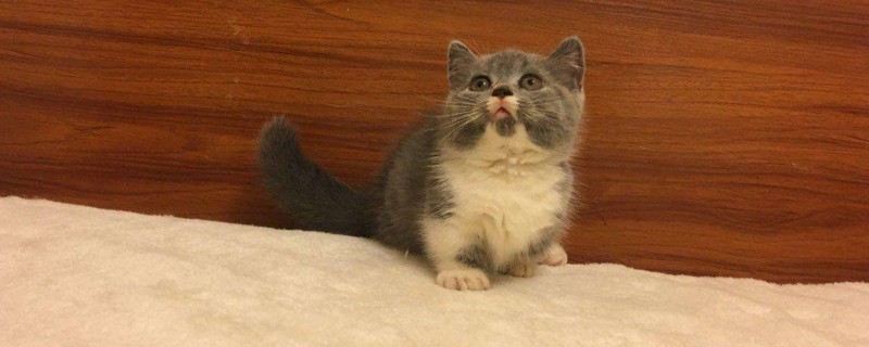 小猫换环境多久能适应