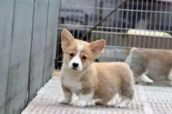 柯基为什么打呼