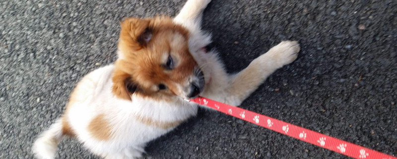 适合幼犬吃的食物