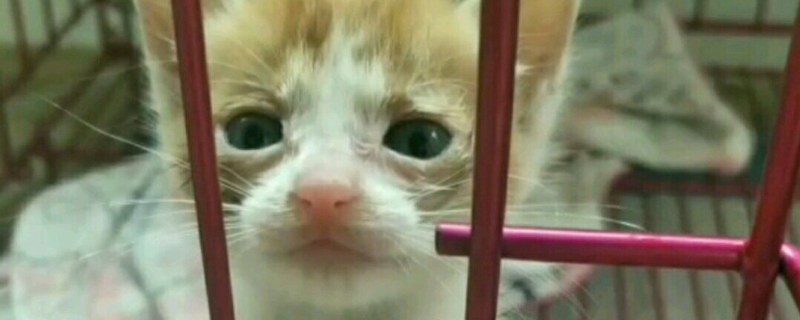 小猫猫藓可以自愈吗