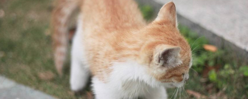 小猫胎毛换后花纹变化