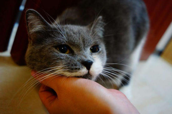 小猫主动睡你腿上，是猫咪把人当妈妈的表现