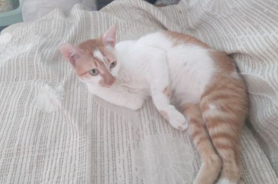 猫眼睛睁不开有分泌物