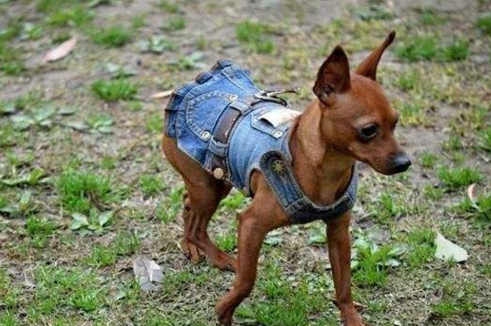 为什么养小鹿犬的少