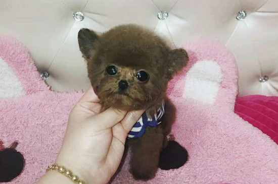 茶杯犬为什么不能养