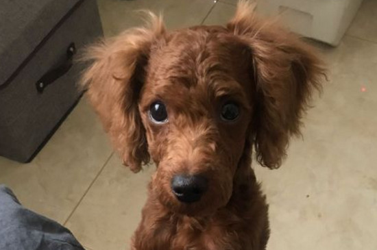 泰迪狗怎么训练